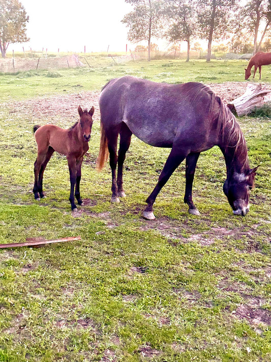 Babies here on the farm!