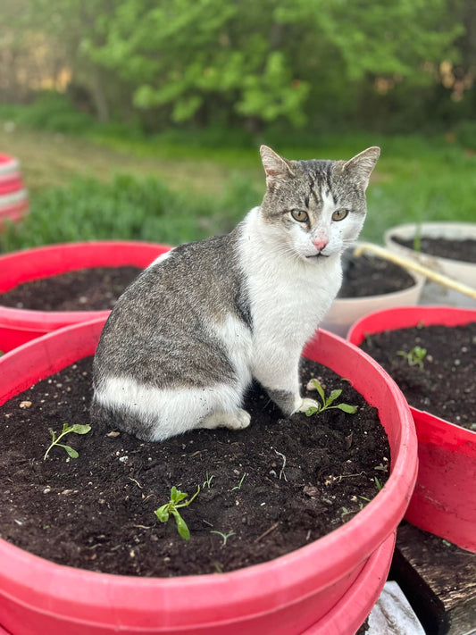 Getting the garden in