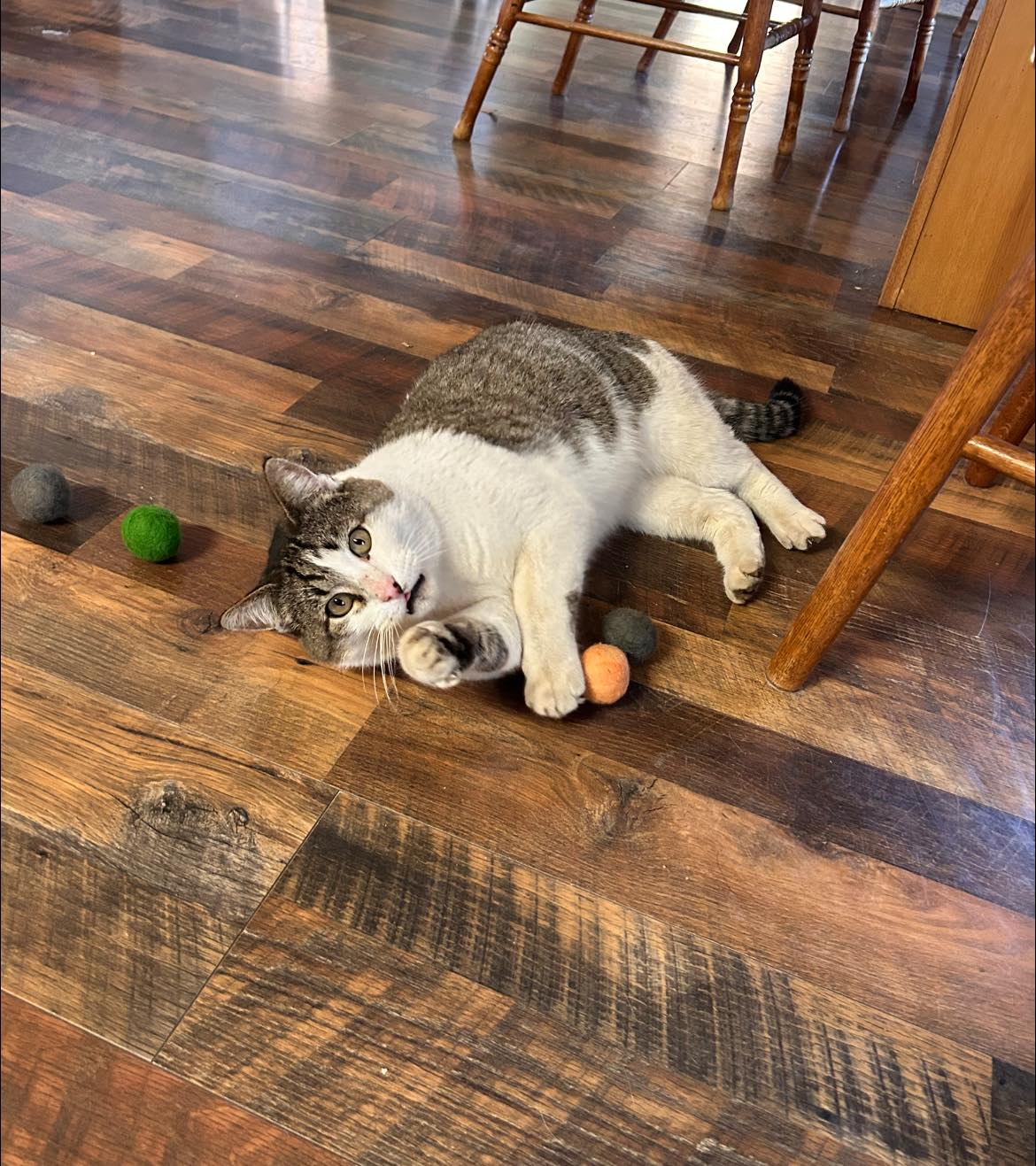 100% Wool Cat Toys